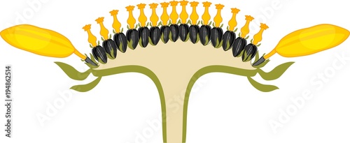 Flower head or pseudanthium in cross section. Structure of sunflower inflorescence