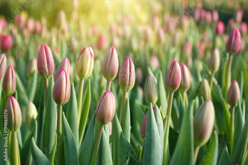 Plantation of tulips in the greenhouse . The flower farm.