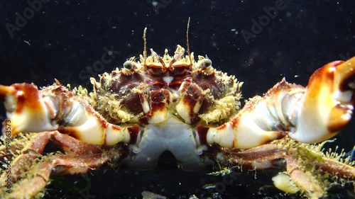 Hairy crab (Pilumnus hirtellus), medium shot. Black Sea. Ukraine. photo