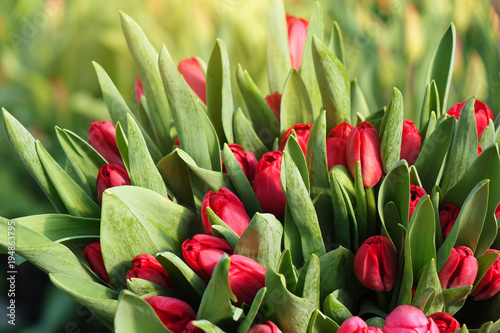 Bouquet of red tulips. Spring gift for a girl .