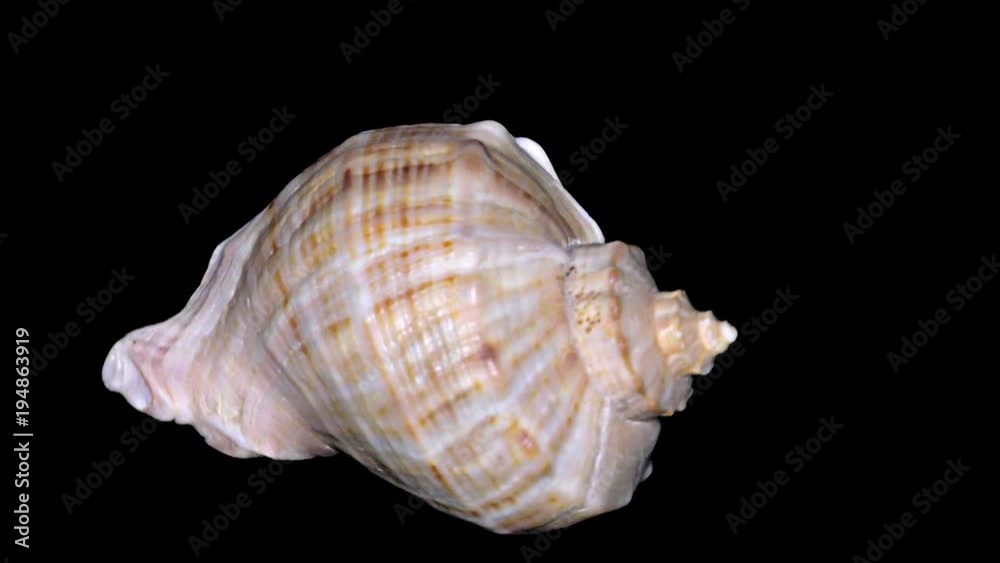 Seashell Isolated on Black Background – Orange and White Seashell Seashell Isolated on Black Background – Orange and White Seashell