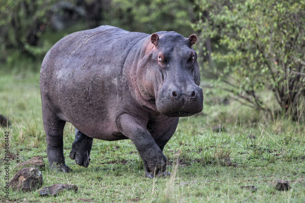 Hippo running in the grass in Masai Mara National Park in Kenya Hippo running in the grass in Masai Mara National Park in Kenya