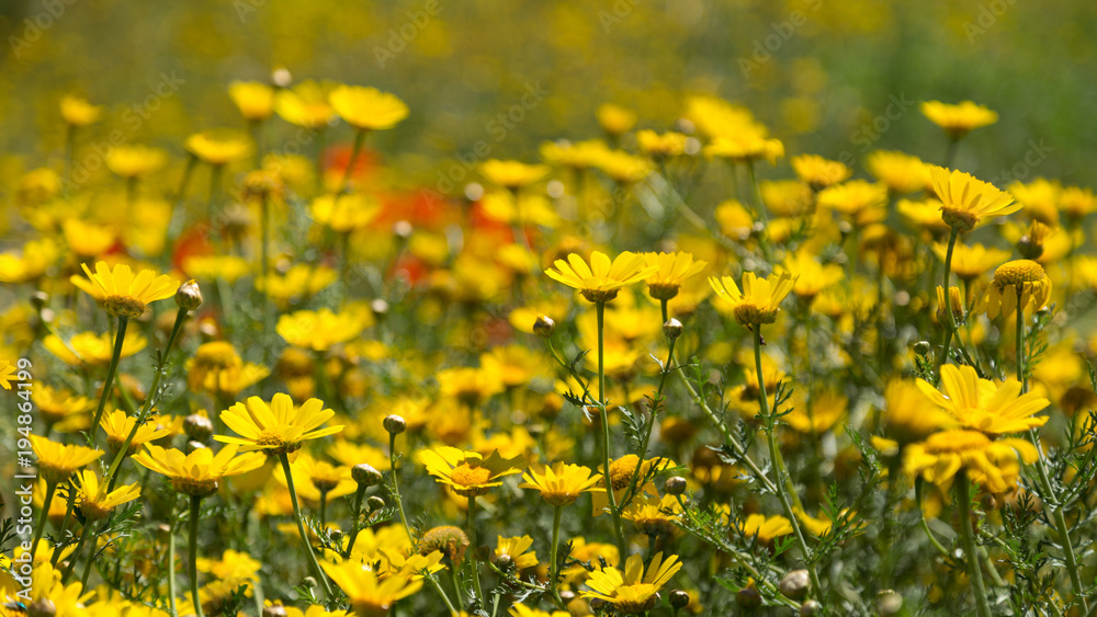 Yellow Flowers in The field of Cyprus