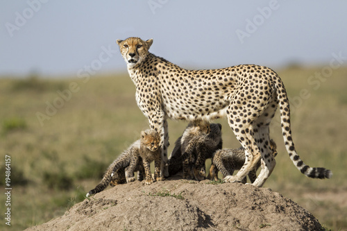 Cheetah mother with cubs on an anthill in Masai Mara National Park in Kenya
