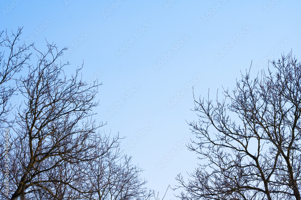 branches of trees without leaves branches of trees without leaves