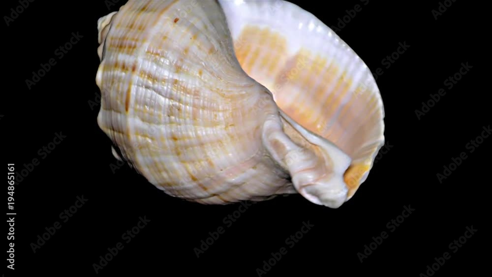 Seashell Isolated on Black Background – Orange and White Seashell Seashell Isolated on Black Background – Orange and White Seashell