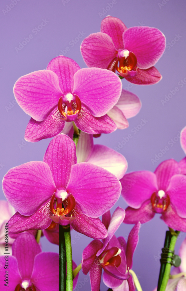 Naklejka premium Colorful Purple phalaenopsis orchid with Purple wall background