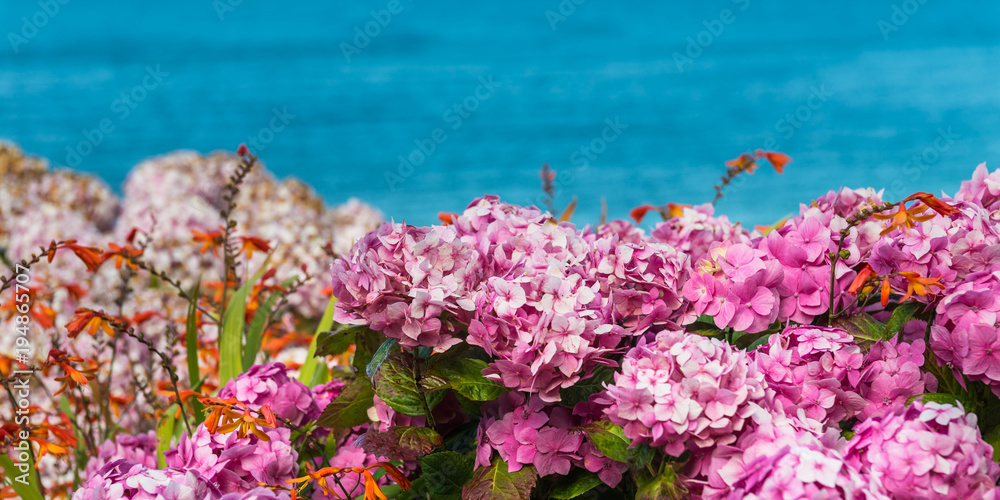 Hydrangea Flowers in the Garden Hydrangea Flowers in the Garden