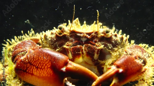 Hairy crab (Pilumnus hirtellus), medium shot. Black Sea. Ukraine. photo