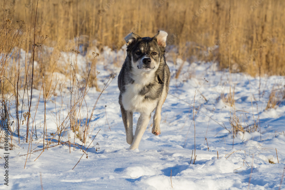 funny gray dog running on the snow-covered field funny gray dog running on the snow-covered field