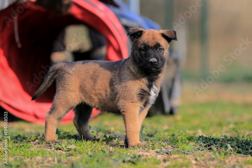 Puppy belgian shepherd © melounix