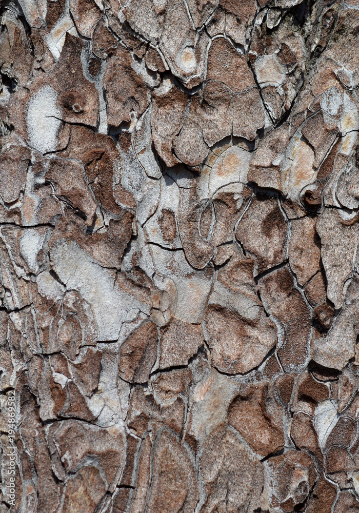 tree bark with lichen texture of natural hardwood forest