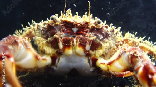 Hairy crab (Pilumnus hirtellus), medium shot. Black Sea. Ukraine. photo