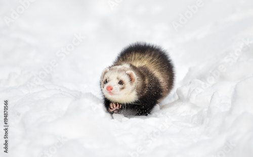 ferret outdoors on snow in winter