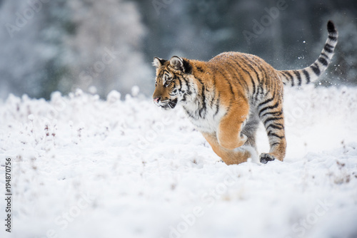 Young Siberian tiger running across snow fields © Ivana Tačíková