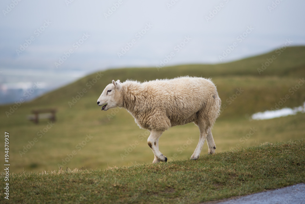 isolated sheep on hillside in winter with snow and grass in background isolated sheep on hillside in winter with snow and grass in background