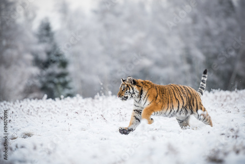 Young Siberian tiger running across snow fields