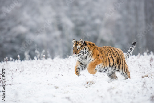 Young Siberian tiger running across snow fields © Ivana Tačíková
