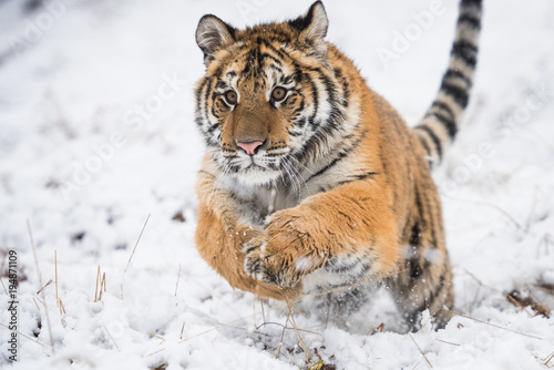 Young Siberian tiger running  and jumping across snow fields