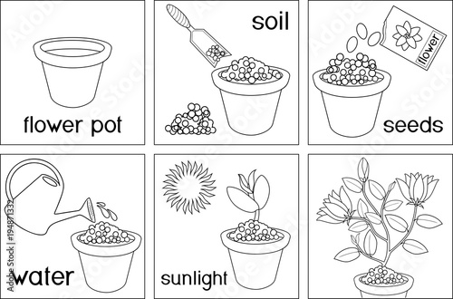 Coloring page. Instructions on how to plant flower in six easy steps with titles. Step by step