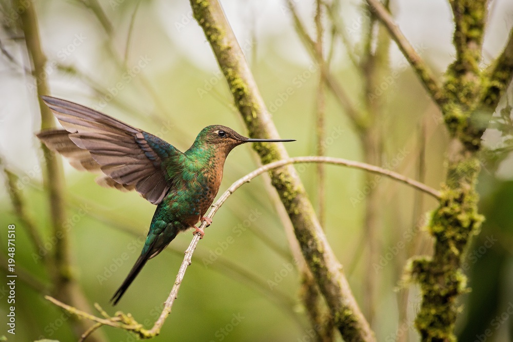 Fototapeta premium Close up Purple-throated Woodstar