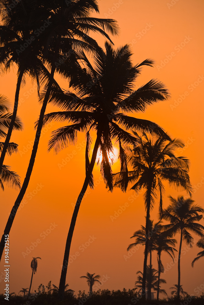 Palms and sun, tropical sunrise taken in Goa, India. Palm trees sunrise golden sky back light 