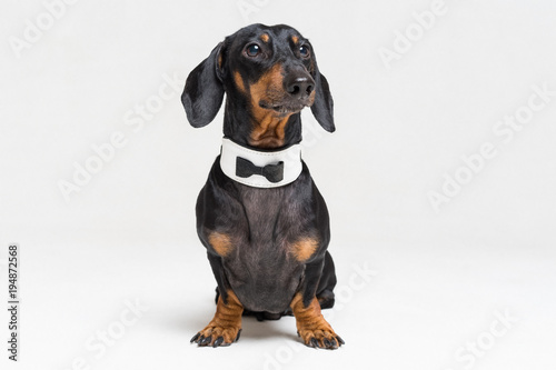 Portrait of cute dog, dachshund, black and tan, wearing bow tie, isolated on gray background.