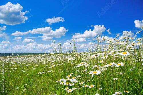 spring rural landscape with a flowering flowers on meadow