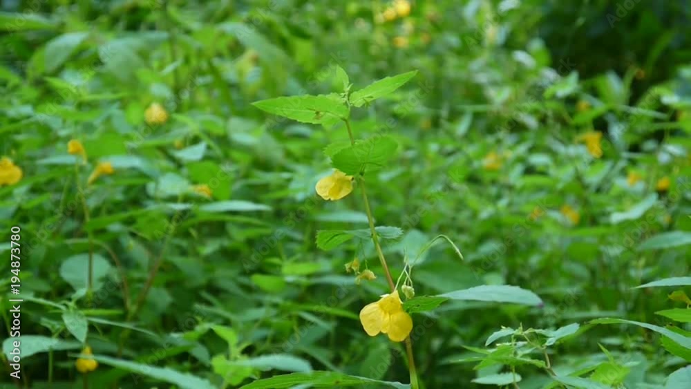 Yellow Touch-me-not Balsam flower petal HD video static camera Yellow Touch-me-not Balsam flower petal HD video static camera
