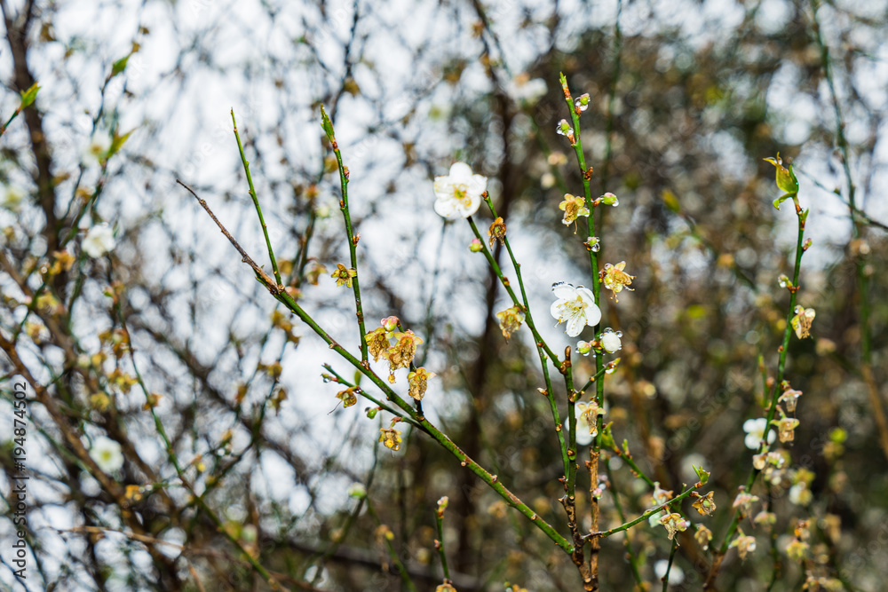 Cherry Blossom in the morning, Blooming Pink Japanese Sakura Cherry Blossom in the morning, Blooming Pink Japanese Sakura