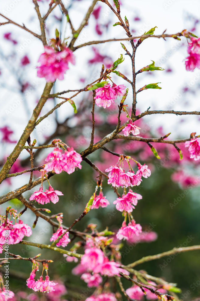 Cherry Blossom in the morning, Blooming Pink Japanese Sakura Cherry Blossom in the morning, Blooming Pink Japanese Sakura