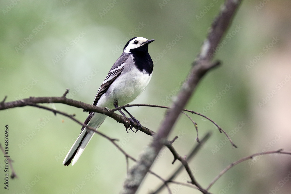 white wagtail white wagtail