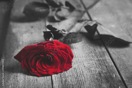  Red rose on  wooden background