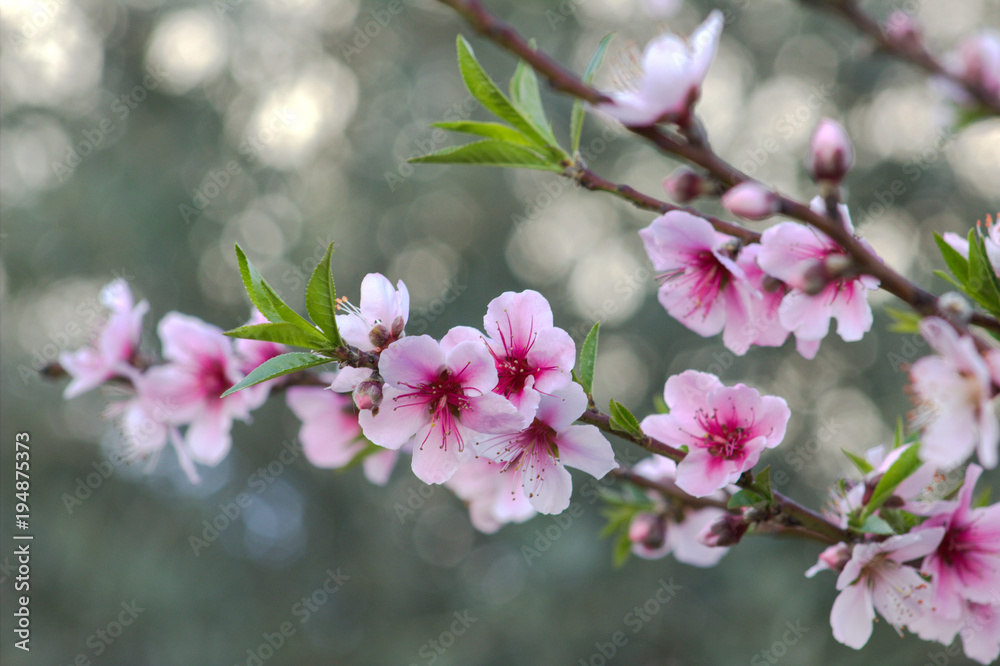 Flowering peach branch. Spring background.