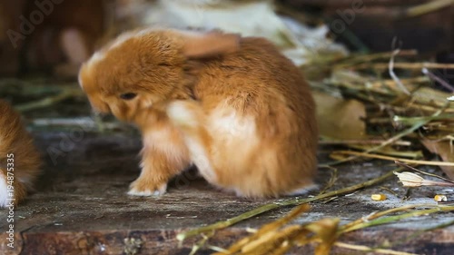 little rabbits family at cage