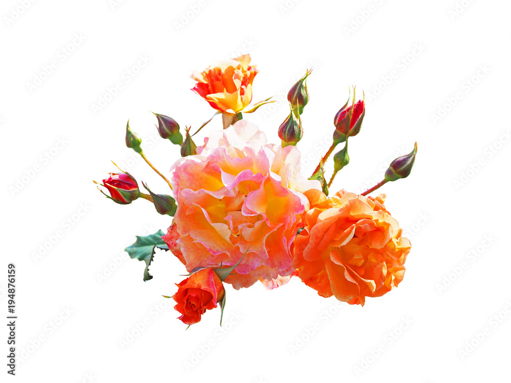 Pink and orange rose flowers arrangement isolated on white. Bright sun. Rose branch with flowers and buds. Rose of French selection, grade Gloria Dei Pink and orange rose flowers arrangement isolated on white. Bright sun. Rose branch with flowers and buds. Rose of French selection, grade Gloria Dei