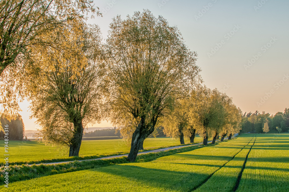 Fototapeta premium Tree lined avenue in the countryside of Vikbolandet during a spring evening in Sweden. 