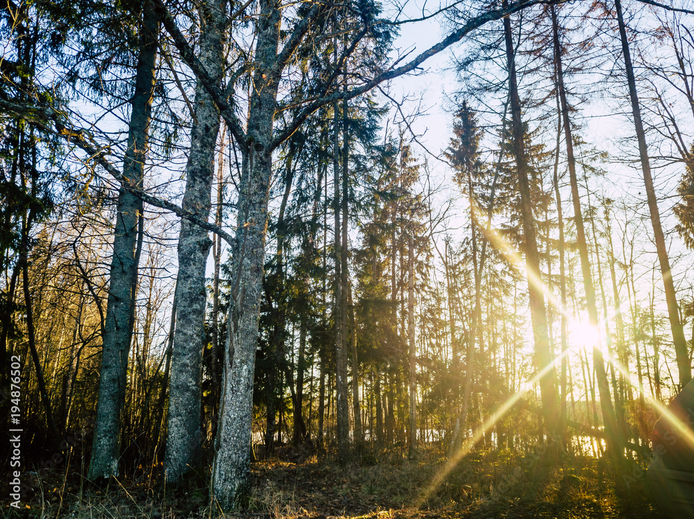 Obraz premium Sun Beams Shining Between Trees on a Autums Day