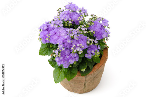 Wallpaper Mural Leberbalsam Torontodigital.ca