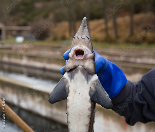 Fresh sturgeon in hand on fish farm photo