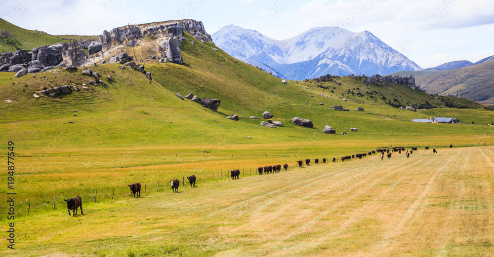 Top Tourist Natural attractions and activities,  Majestic Panoramic Limestone Formation Boulders Landscape Castle Hill View and farm cattle, South Island, New Zealand.