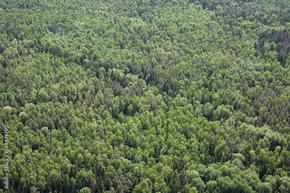 Aerial Views - Russian mixed coniferous forest