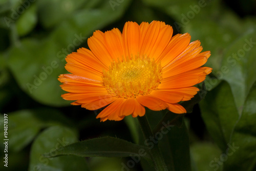 Beautiful orange calendula is growing on a meadow. Live nature.