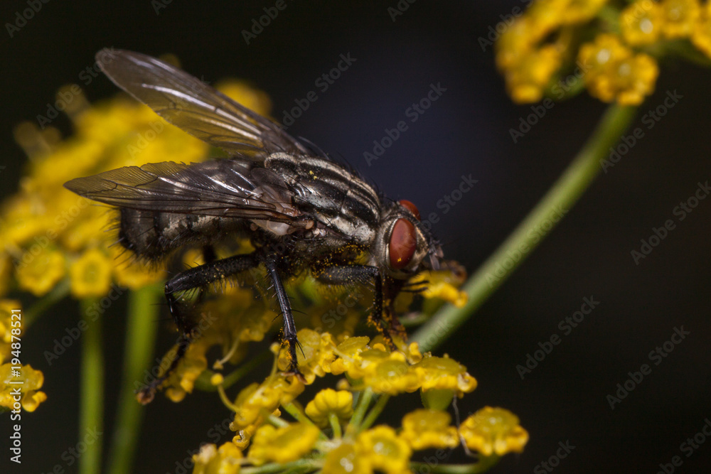 Housefly is sitting on a small yellow flowers. Animals in wildlife. Housefly is sitting on a small yellow flowers. Animals in wildlife.