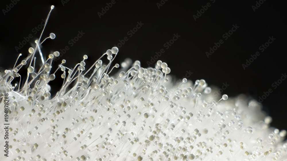 Fotografija Macro photography of Mucor spp: sporangia and sporangiophores are well showed