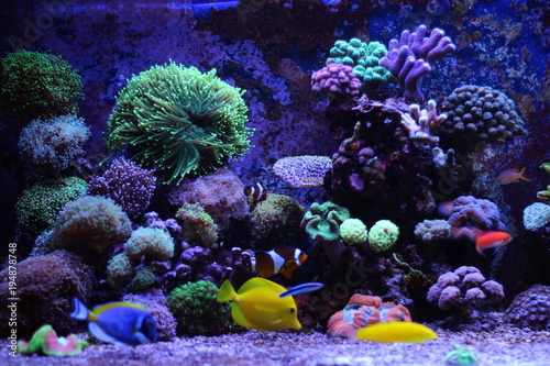 Fototapeta Naklejka Na Ścianę i Meble -  Saltwater reff aquarium