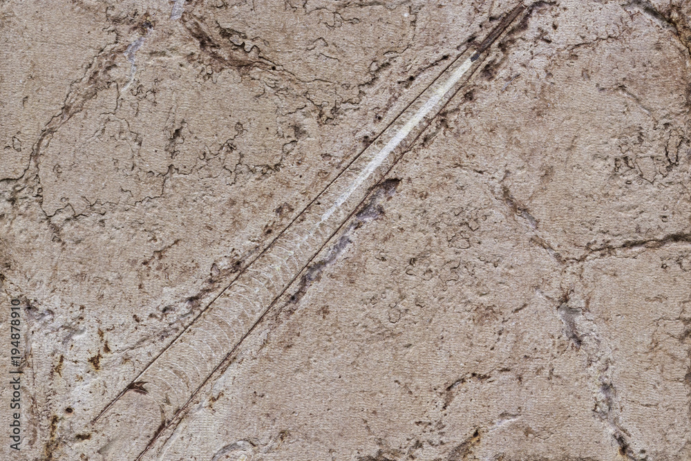 Close-up of fossil in a wall facade. Shot in Stockholm, Sweden. Close-up of fossil in a wall facade. Shot in Stockholm, Sweden.