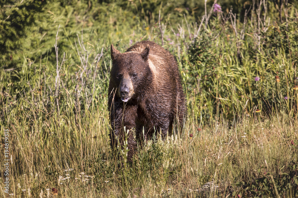 Bear in the Waterton national park, Canada Bear in the Waterton national park, Canada