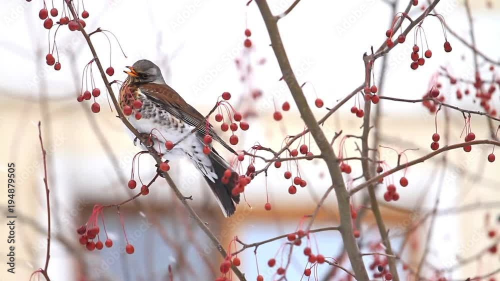 Fieldfare in hungry winter eats red berries in a big city Fieldfare in hungry winter eats red berries in a big city