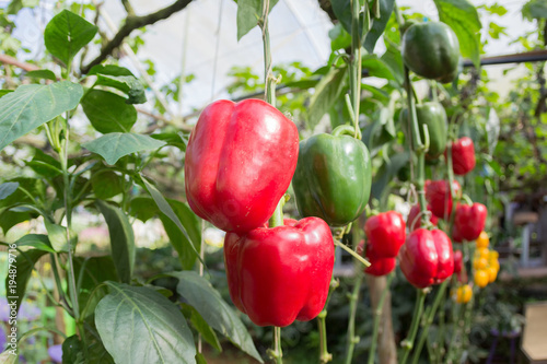 Fresh fruits and vegetables in the garden,Yellow and red vegetables,Close up vegetables and fruits